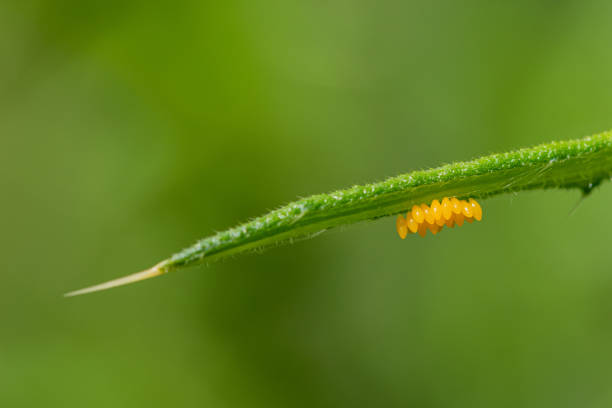 uova gialle sotto una foglia verde deposte da uno scarabeo di coccinella - ladybug grass leaf close up foto e immagini stock