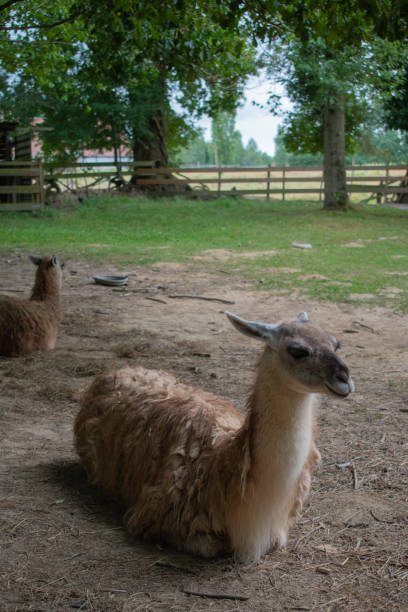 istock lama in profile on a farm 1177433045