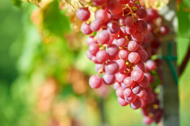istock Vineyards at sunset in autumn harvest. Ripe grapes in fall. 1177433846