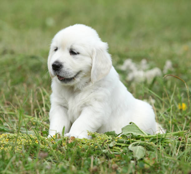 istock Nice golden retriever puppy 1177434022