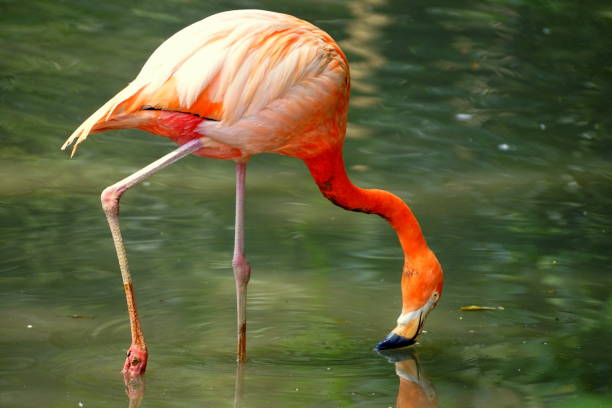 istock American Flamingo 1177434046