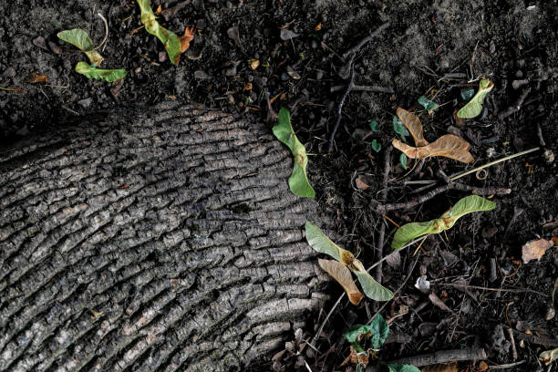 Maple Seed Roots 2,300+ Maple Tree With Roots Stock Photos, Pictures & Royalty-Free ...