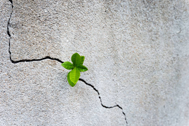 planta pequena que cresce no muro de cimento - overcome an obstacle - fotografias e filmes do acervo