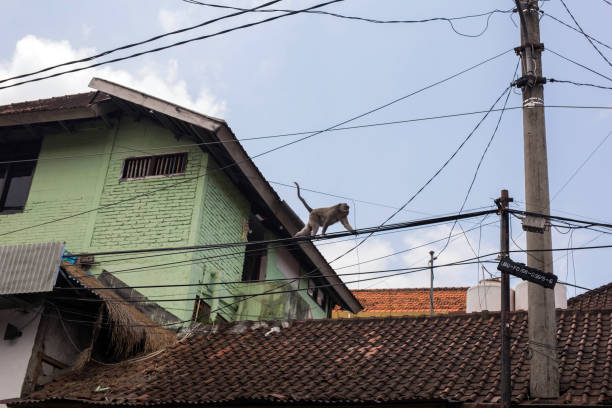 istock Monkey walks on electrical wire in a city in Bali, Ubd 1177434345