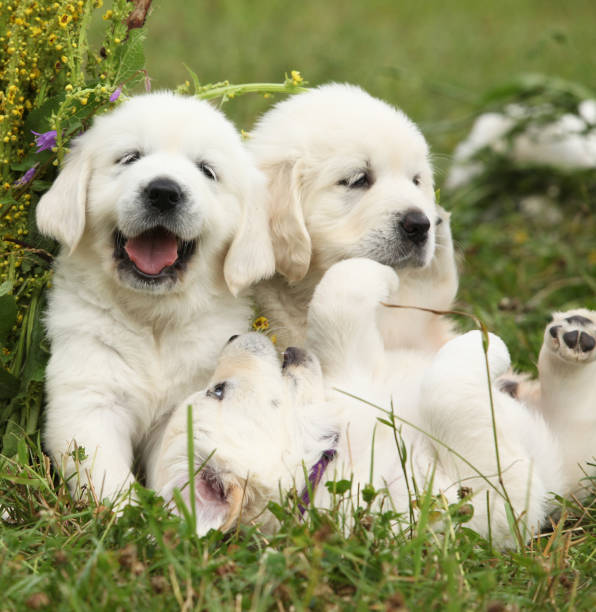 istock Three puppies of golden retriever playing 1177434383