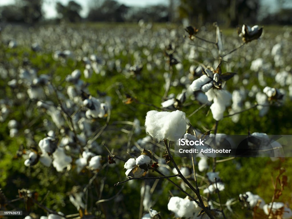 De algodón - Foto de stock de Agricultura libre de derechos