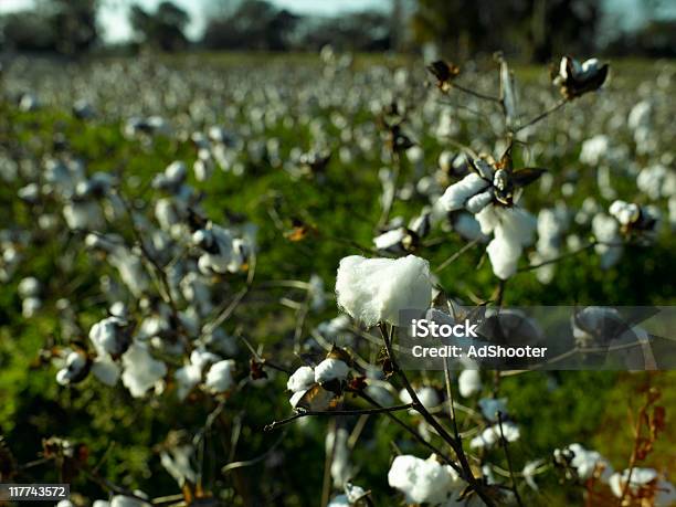 De Algodón Foto de stock y más banco de imágenes de Agricultura - Agricultura, Aire libre, Algodón - Textil