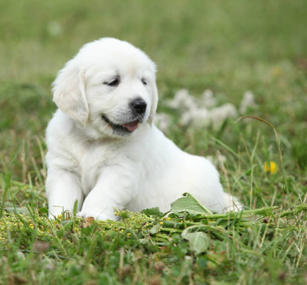 istock Nice golden retriever puppy 1177436251