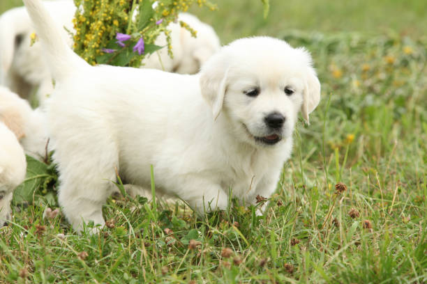 istock Gorgeous golden retriever puppy 1177436615