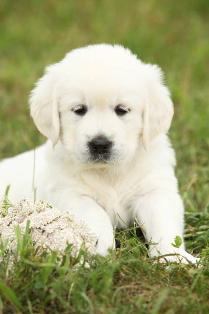 istock Nice golden retriever puppy 1177437042
