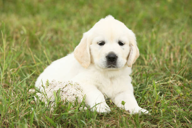 istock Nice golden retriever puppy 1177437606