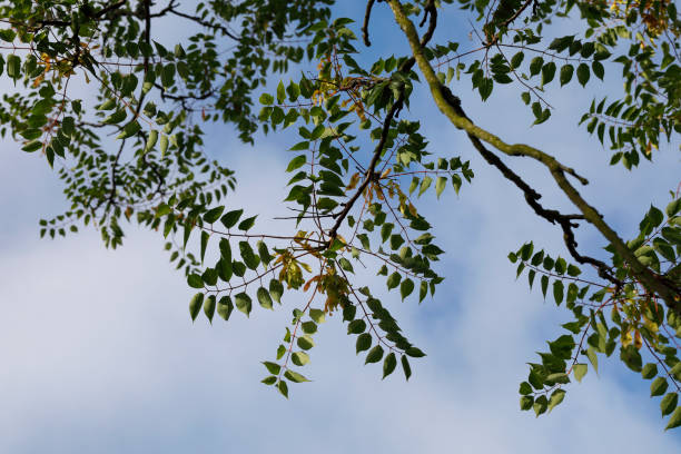 tree of heaven leaves from below - ailanthus glandulosa imagens e fotografias de stock