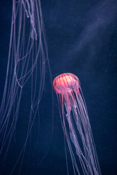 istock glowing jellyfish chrysaora pacifica underwater 1177437642