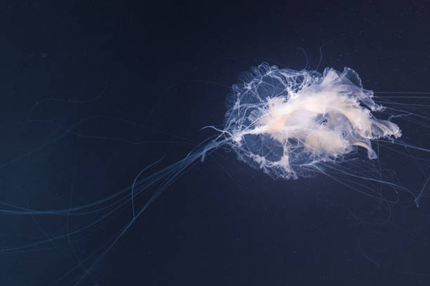 istock sea nettle jellyfish with long tails 1177437688
