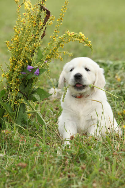 istock Nice golden retriever puppy 1177438017