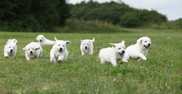 Beautiful group of golden retriever puppies running stock photo