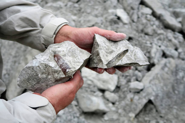 femme retenant le fossile de belemnite dans la main à la mine de puits de roche de craie. - rock quarry photos et images de collection
