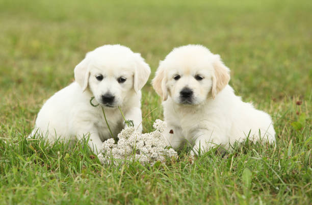 istock Two beautiful golden retriever puppies 1177438636