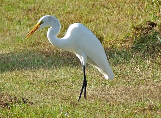 istock Great Egret  (Ardea alba) in the Florida wetlands with snake 1177439115