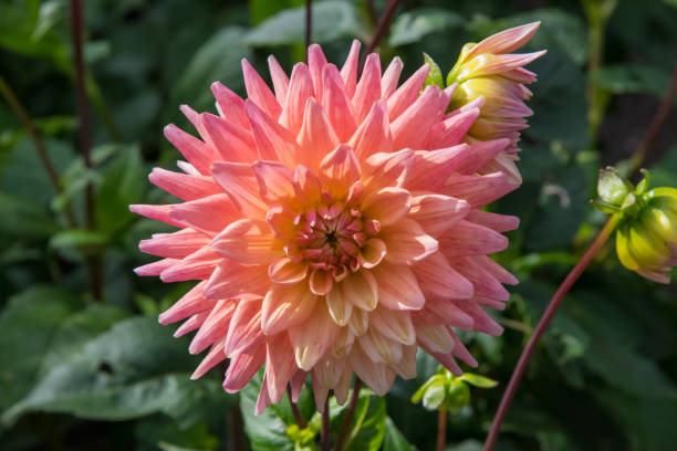 istock A peach and pink dahlia flower head 1177440087