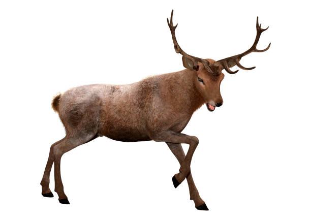 istock 3D illustration male deer on white 1177440699