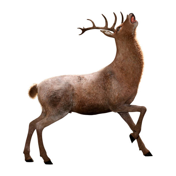 istock 3D illustration male deer on white 1177440713