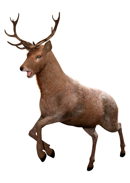 istock 3D illustration male deer on white 1177440720