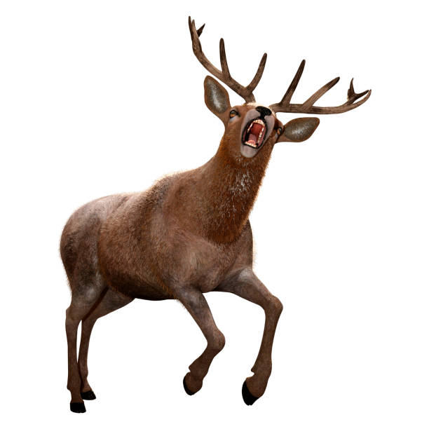 istock 3D illustration male deer on white 1177440728