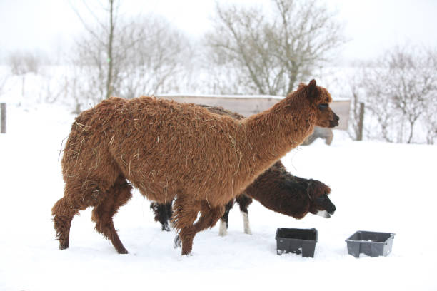 istock Adorable llama in winter 1177440784