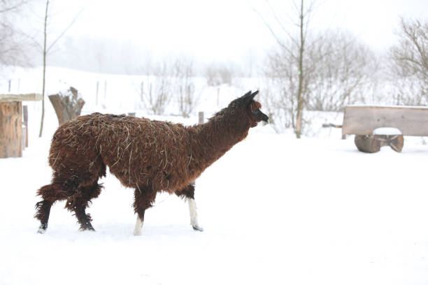 istock Adorable llama in winter 1177442107