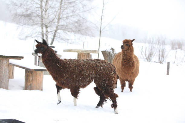 istock Adorable llama in winter 1177442124