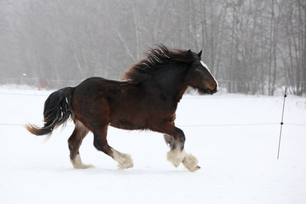 Rear view of beautiful bay horse standing in snowy field in rural Shropshire on a winters day, with lovely blue sky as a backdrop.