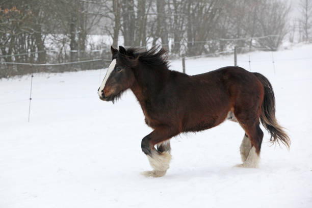istock Amazing irish cob running in the snow 1177442327