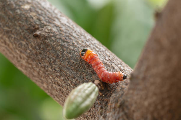 istock cocoa stem borer. Diseases and pests affecting cocoa plants. Selective focus 1177442375