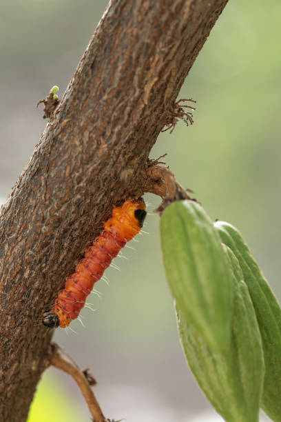 istock cocoa stem borer. Diseases and pests affecting cocoa plants. Selective focus 1177442401