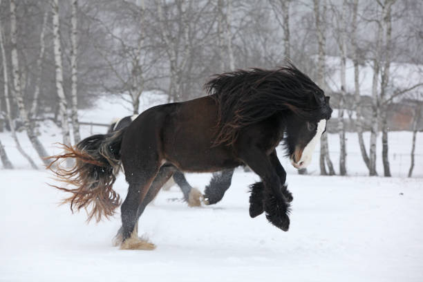 istock Amazing irish cob running in the snow 1177442778