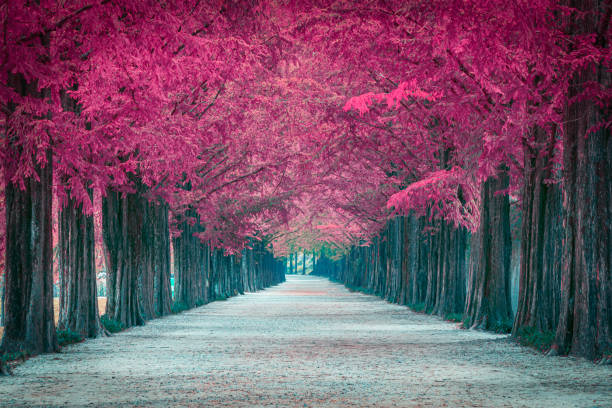 tunnel rose d'arbre en corée - ginkgo tree photos et images de collection