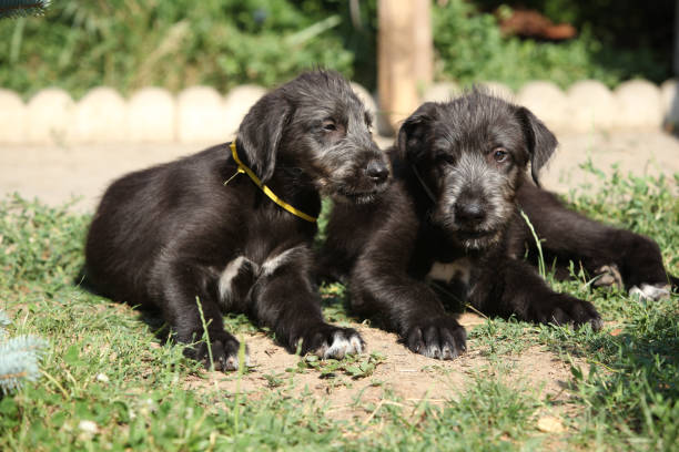 Amazing puppies of irish wolfhound stock photo