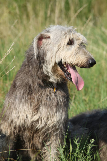 istock Portrait of amazing irish wolfhound 1177443567