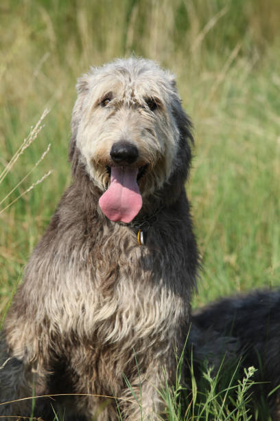 istock Portrait of amazing irish wolfhound 1177443599