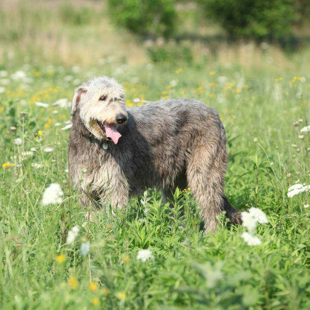 istock Amazing irish wolfhound on green field 1177443790