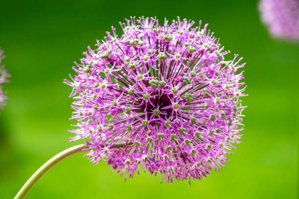 istock Giant purple allium flower on a field 1177446679