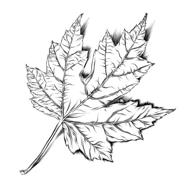 단풍 나무 잎 벡터, 잉크 그림 - maple leaf leaf autumn single object stock illustrations