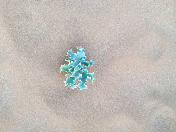 little prickly plant grown in the desert, symbol of resiliency