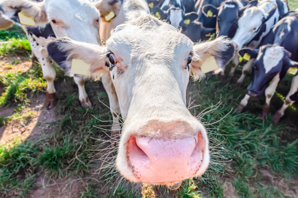 istock Adorable cow on field looking with interest into camera. 1177448783