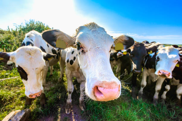 istock Adorable cow on field looking with interest into camera. 1177448787