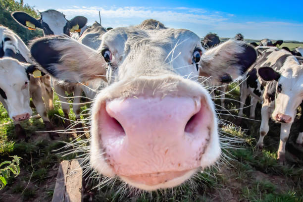 Adorable cow on field looking with interest into camera. White cow close up portrait on pasture.Farm animal looking into camera with wide angle lens.Funny and adorable animals.Cattle Uk.Big, oversized and pink cow nose. wide angle stock pictures, royalty-free photos & images