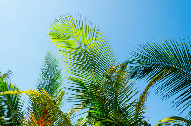 istock Palm branches and leaves against blu sky 1177450851