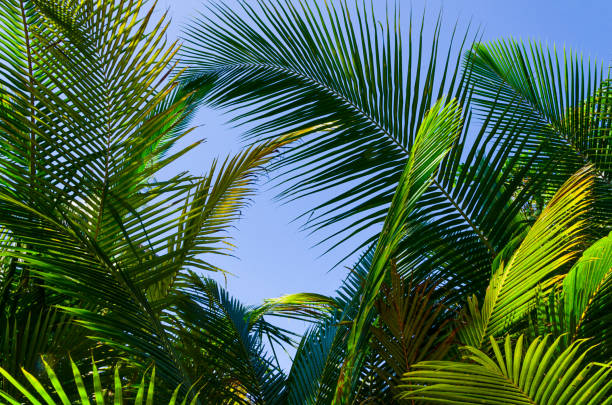 istock Palm branches and leaves against blu sky 1177450930
