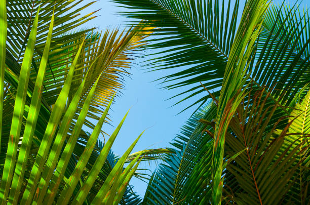 istock Palm branches and leaves against blu sky 1177450957